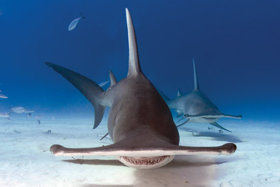 What is the largest hammerhead shark?