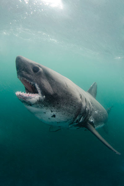 An-aggressive-stance-of-a-salmon-shark-chasing-the-bait.jpg