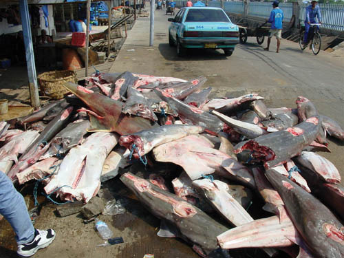 Credit: Australian National Fish Collection, CSIRO