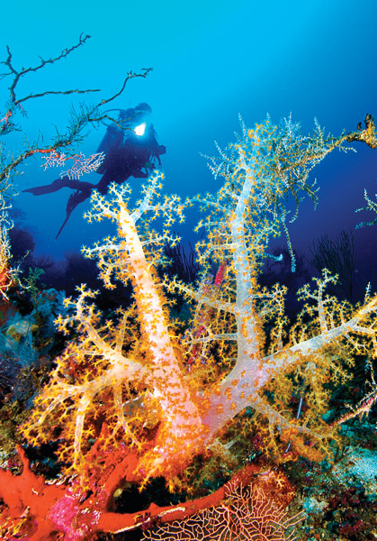 Staghorn Coral (10”x7”) – Treasures from Beneath