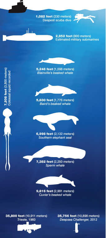 Whale-Dive-infographic