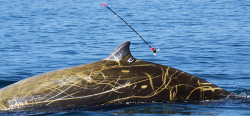 Satellite tag is attached to the dorsal fin of an adult male Cuvier’s beaked whale. The tagging arrow is shown detaching from the tag Photo: Erin A. Falcone/Cascadia Research /Collected under NOAA permit 16111