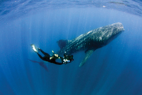 Becky filming whale shark Large