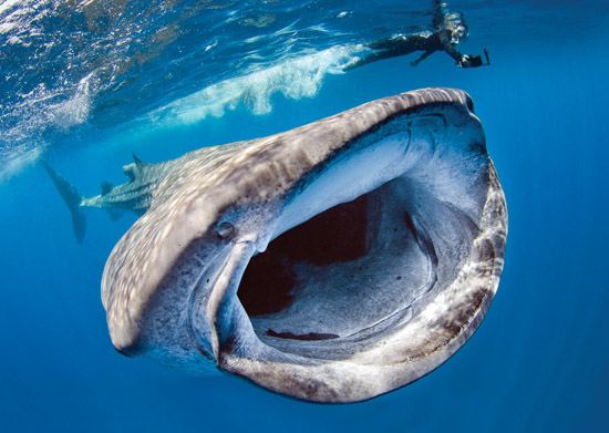 Big Picture: Big Gulp - DIVER magazine