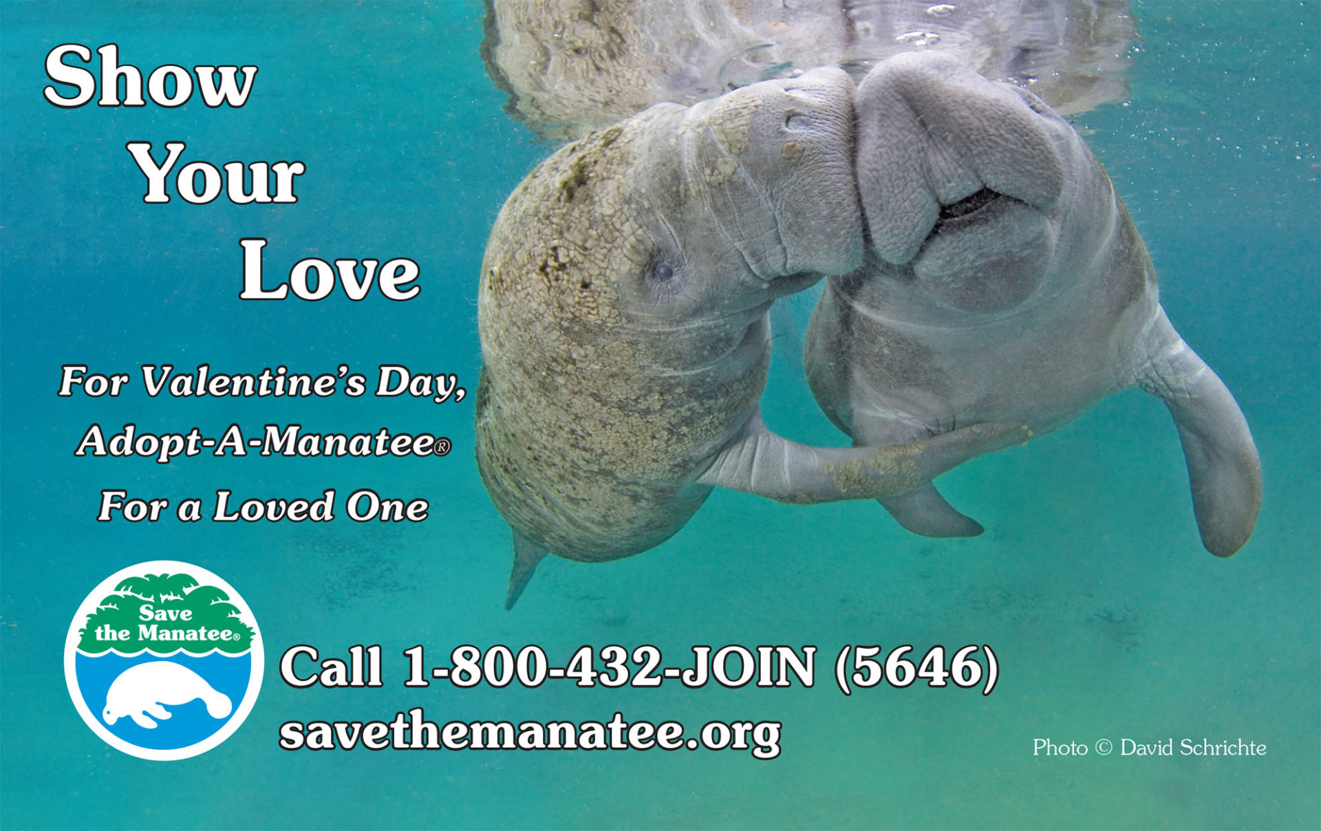 Adopt a manatee for Valentines Day - DIVER magazine