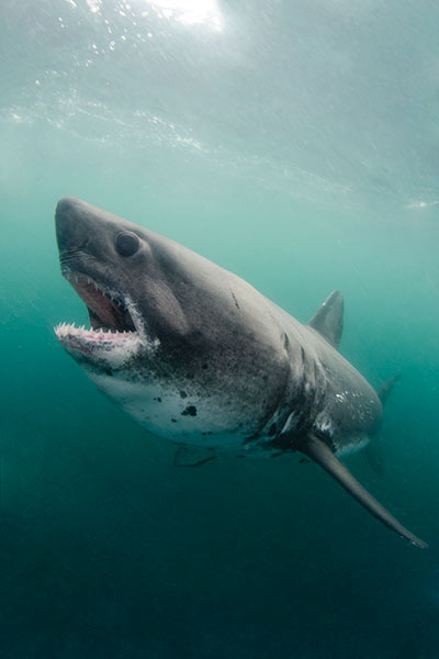 An-aggressive-stance-of-a-salmon-shark-chasing-the-bait