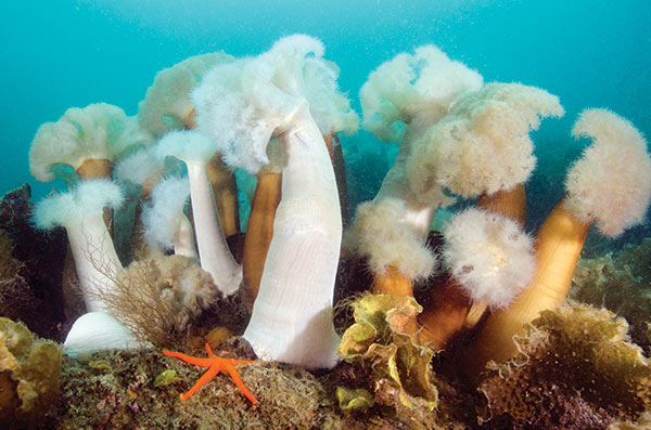 Tufts-of-plumose-anemones-adorn-the-tops-of-many-of-Prince-William-Sound's-rocky-reefs