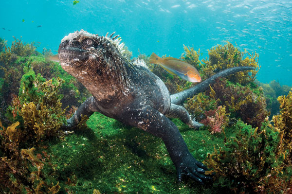 sea lizard dinosaur