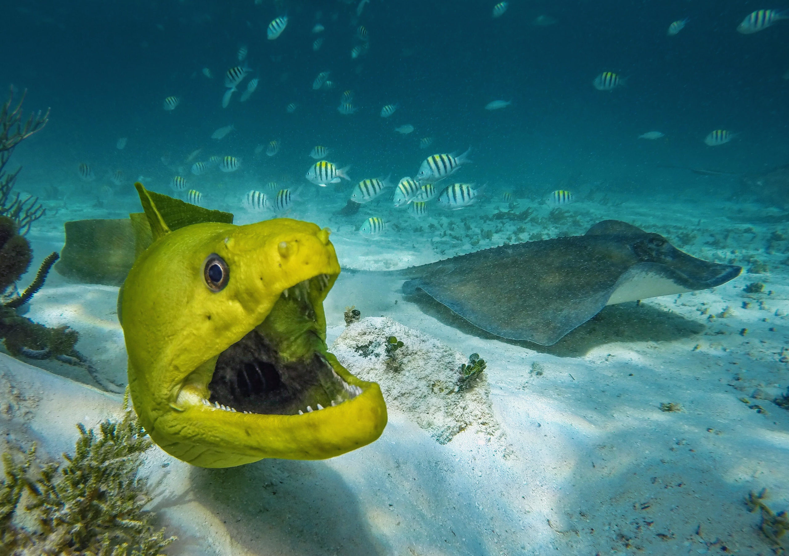 Underwater Photography Tips - DIVER magazine