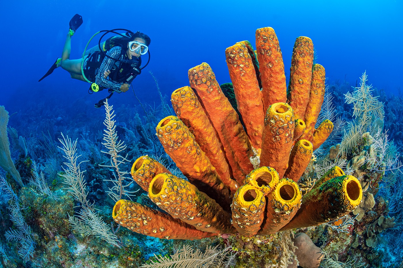 travel sea sponge