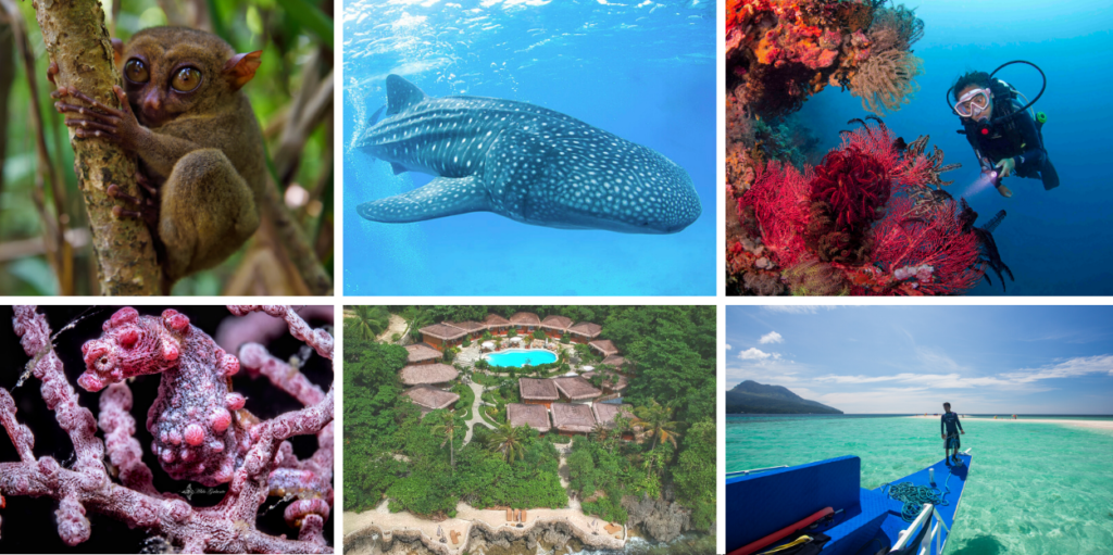 The quintessential Coral Triangle experience at Anda - DIVER magazine