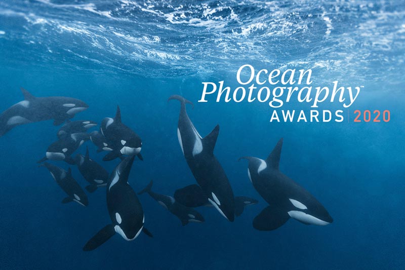 photography in ocean conservation Ocean photography awards launch in
aid of ocean conservation