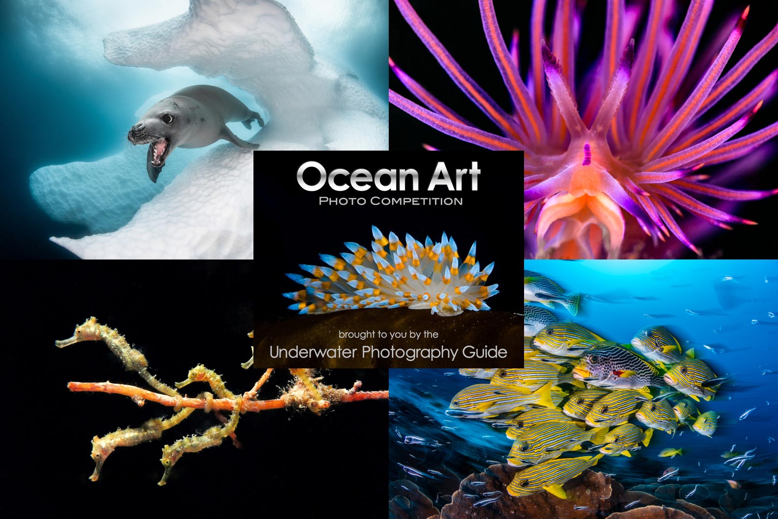 Ocean Art Safe Under the Sea Underwater Photo Competition Announced