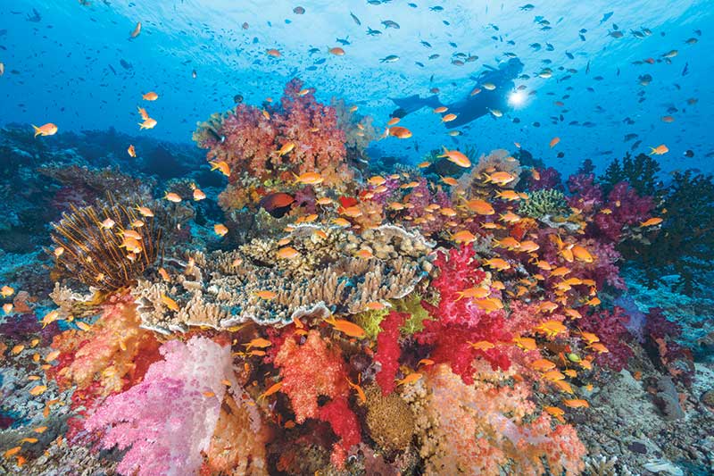 White Soft Coral Branch, Rainbow Coral Great Barrier Reef Underwater  Photography Print -  Canada