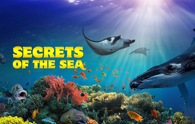 Secrets of the Sea coming to IMAX this summer - DIVER magazine