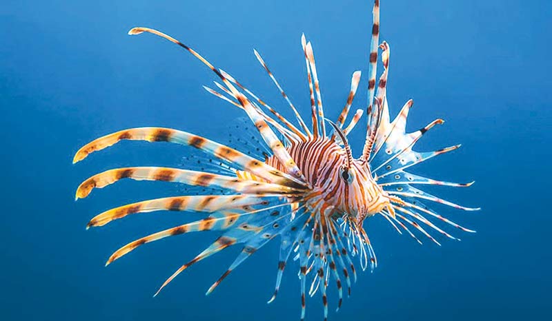 Lionfish Stings - DIVER magazine